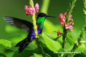 purple-crowned woodnymph