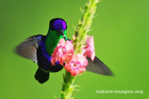 purple-crowned woodnymph