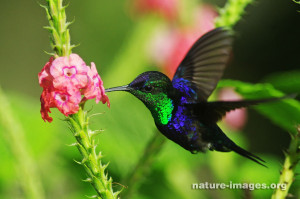 purple-crowned woodnymph