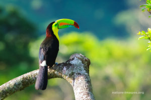 Keel Billed Toucan