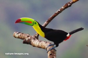 Keel Billed Toucan