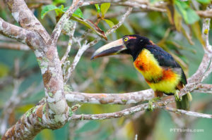 Arasari Acollarado - Collared Aracari