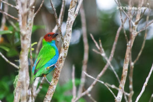 Bay Headed Tanager