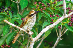 Streaked Flycatcher