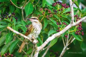 Streaked Flycatcher