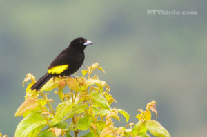 Yellow-rumped Tanager