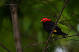 Red Capped Manakin