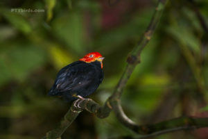 Red Capped Manakin