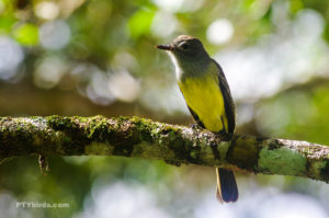 Panamanian Flycatcher