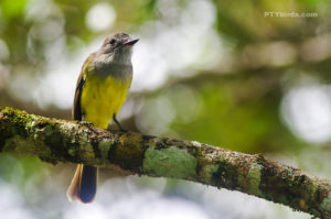 Panamanian Flycatcher