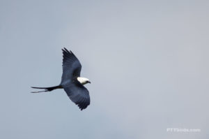 Swallow-tailed kite