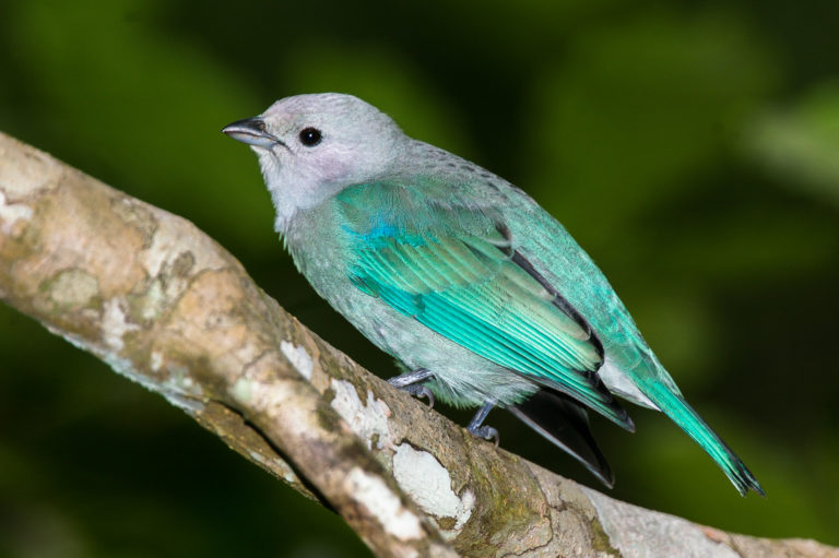 Blue Grey Tanager – Bird Pictures