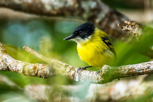 Black headed tody flycatcher