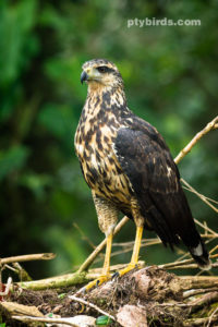 Immature Great Black Hawk