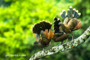 Grey Headed Chachalacas