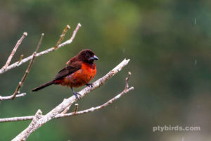 Crimson-backed tanager