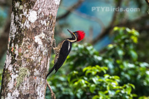 Female Lineated Woodpeckers