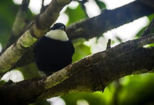 White-ruffed manakin