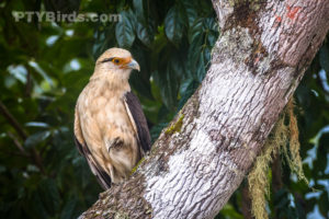 Yellow-headed caracara