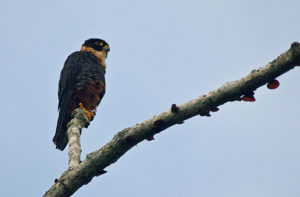 laughing falcon