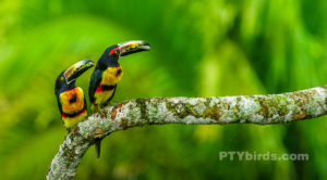 Collared aracari