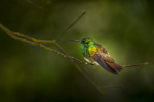 Snowy Bellied Hummingbird