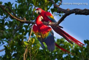 Scarlet Macaw