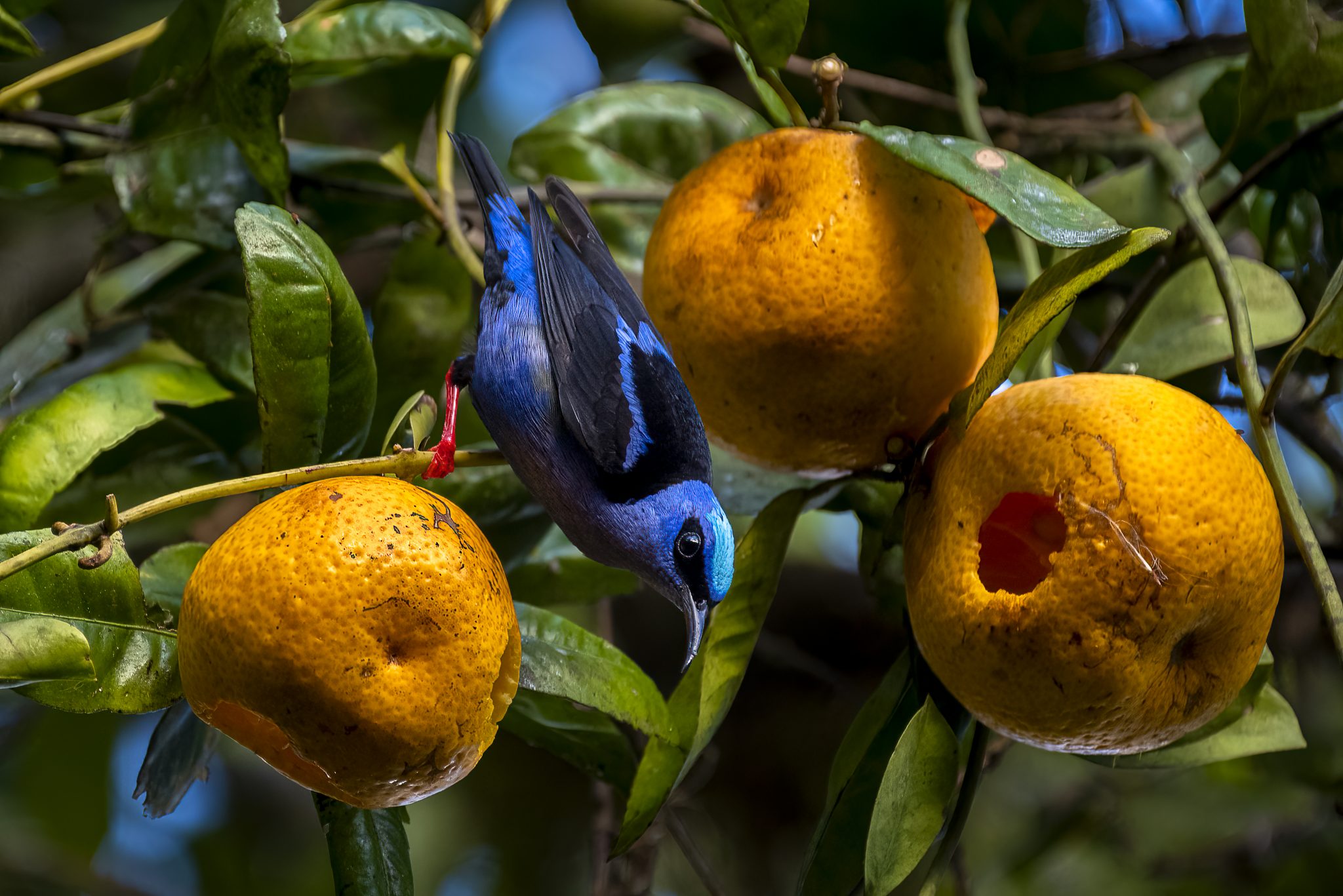 Red-legged honeycreeper – Bird Pictures