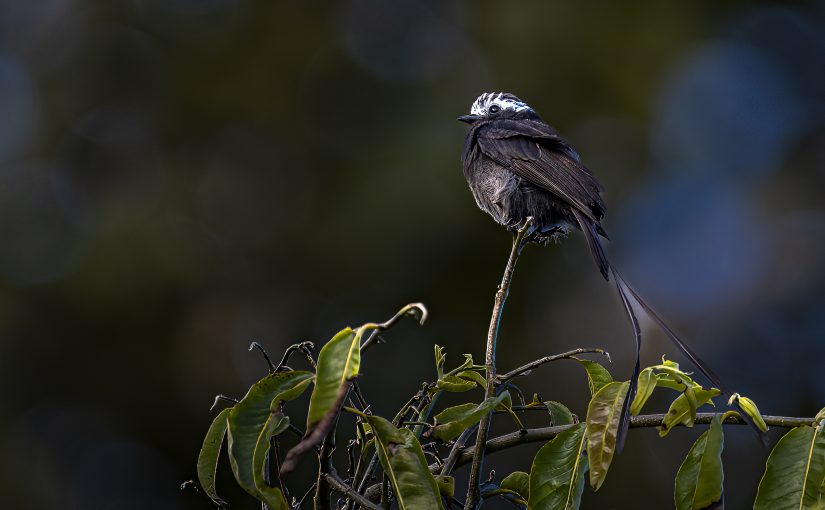 Long-tailed tyrant