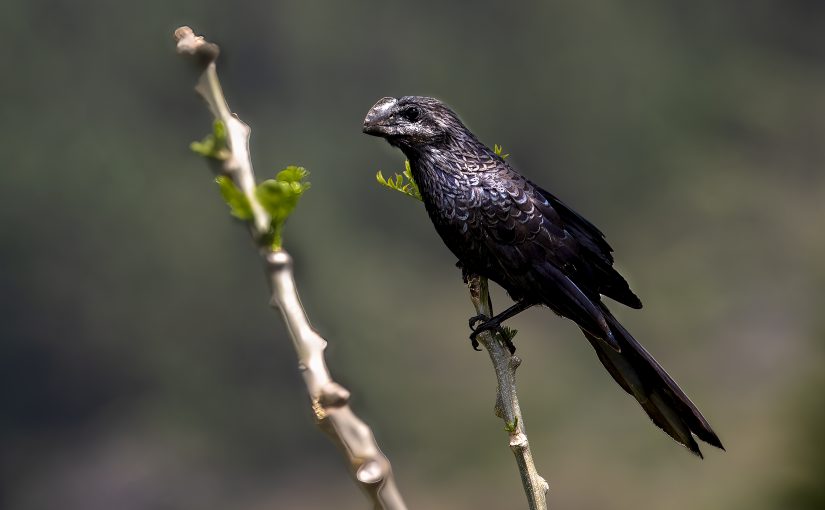 Smooth-billed ani