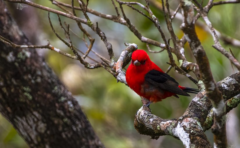 Scarlet tanager (Piranga olivacea)