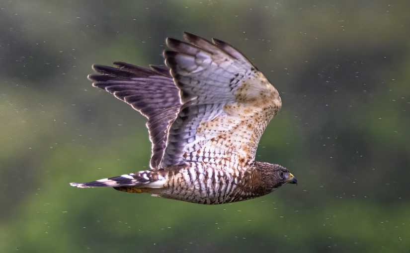 Broad-winged hawk