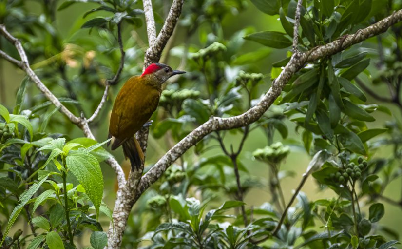 Stripe-cheeked Woodpecker