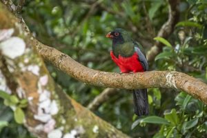 Male Slaty tailed trogon