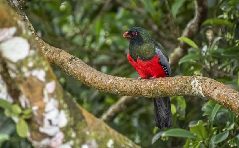 Male Slaty tailed trogon