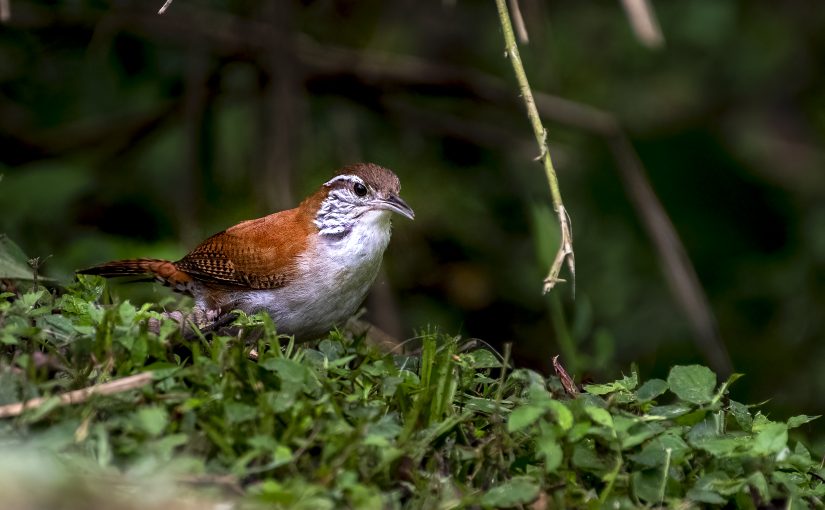 Rufous and white wren