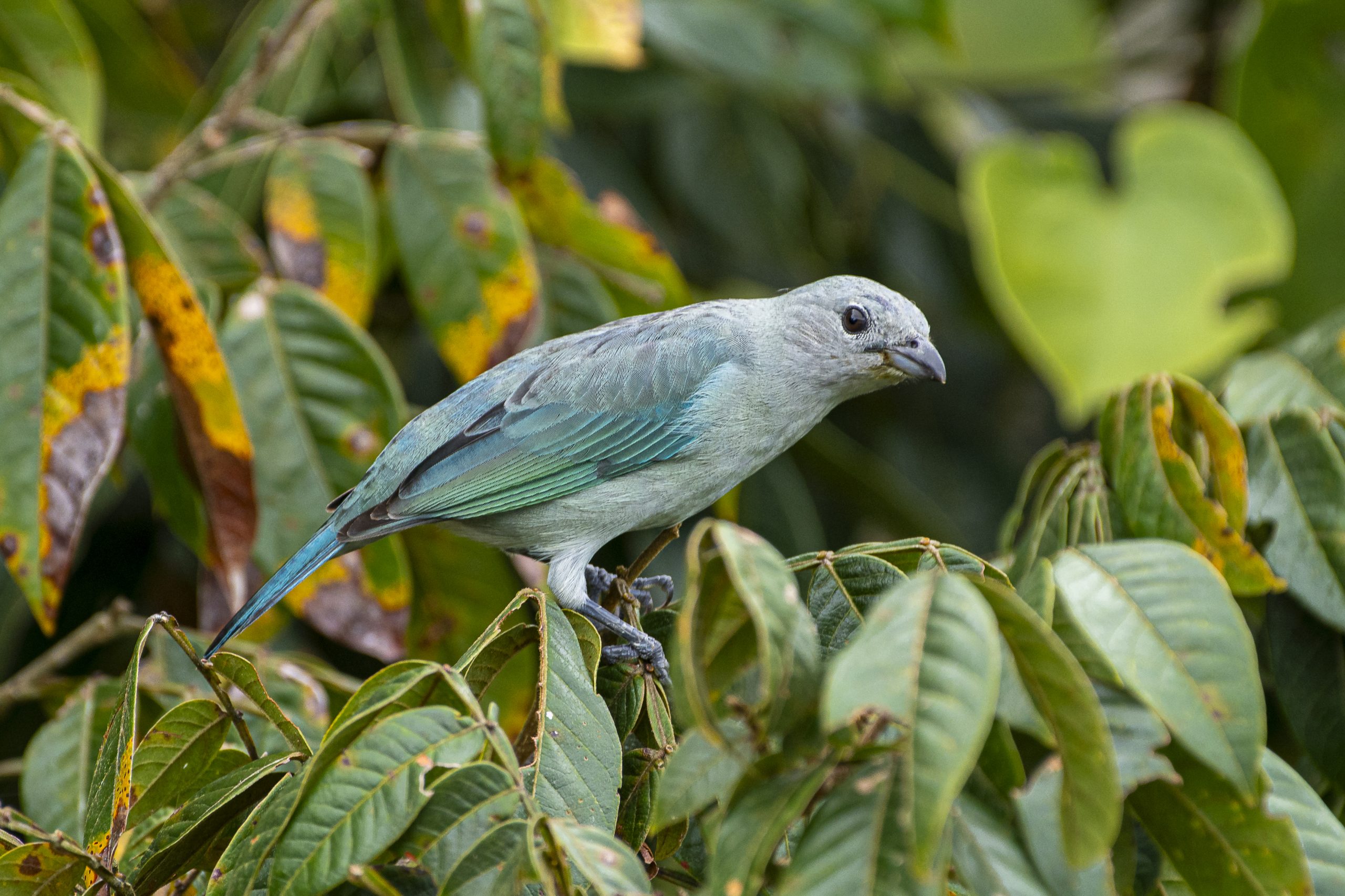 Blue-gray tanager