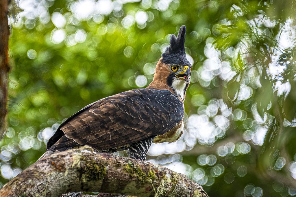 ornate hawk-eagle