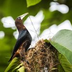Chestnut-headed Oropendola
