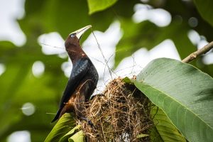 Chestnut-headed Oropendola